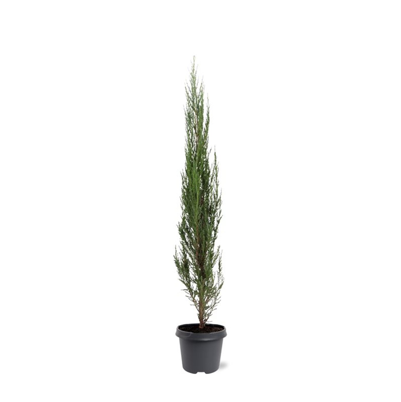 Juniperus s. 'Blue Arrow' - C5 80-100 CM